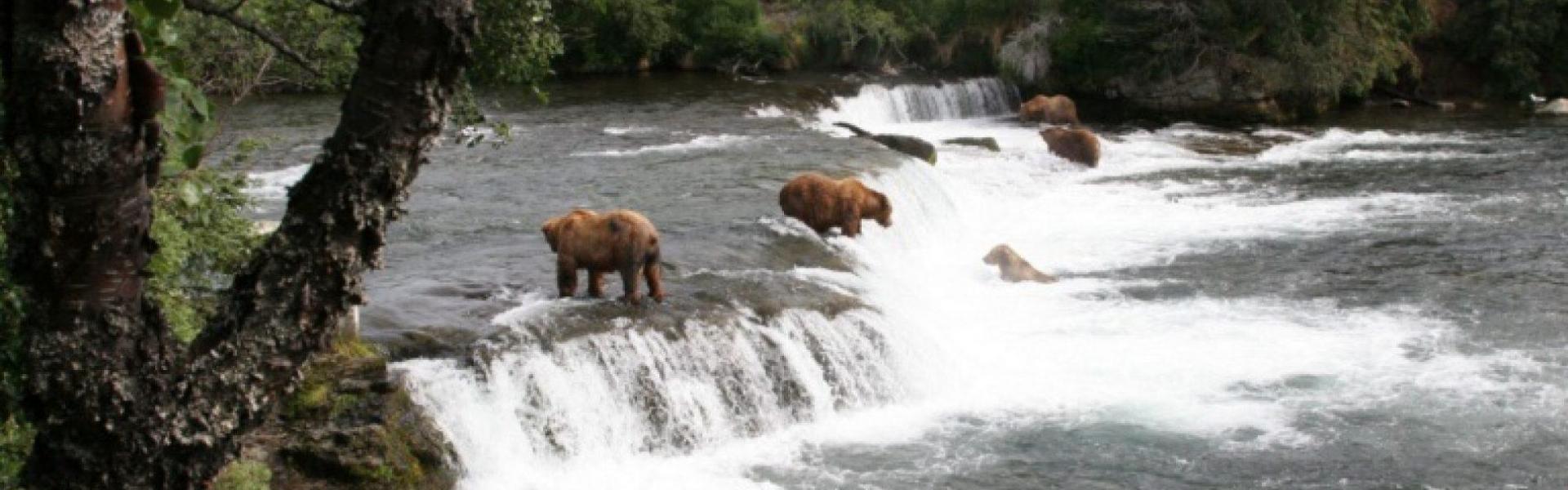 Alaska bears