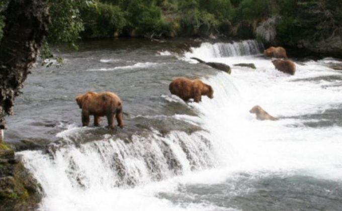 Alaska bears